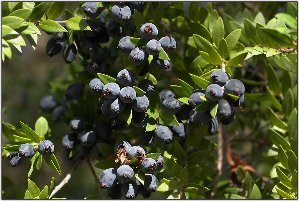 Il mirto di Sardegna: Scopri le proprietà e i molteplici usi di questa pianta mediterranea versatile.